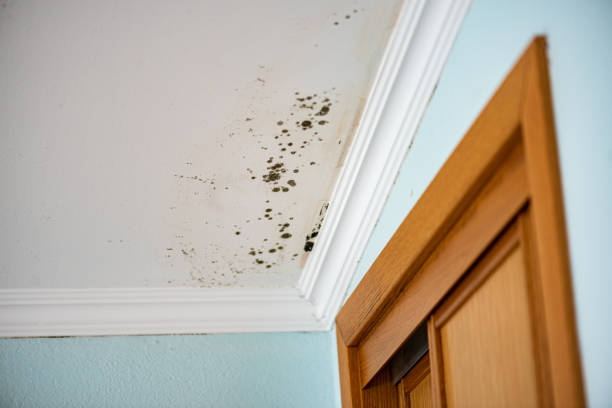 Best Mold Testing  in Mead, WA