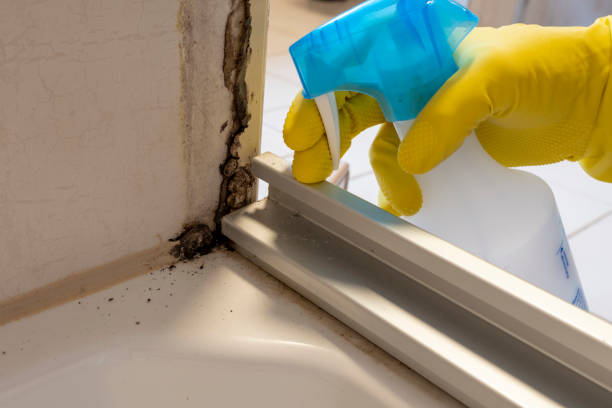Best Local Mold Removal Service  in Mead, WA