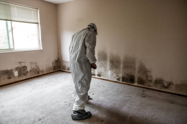 Best Black Mold Removal  in Mead, WA