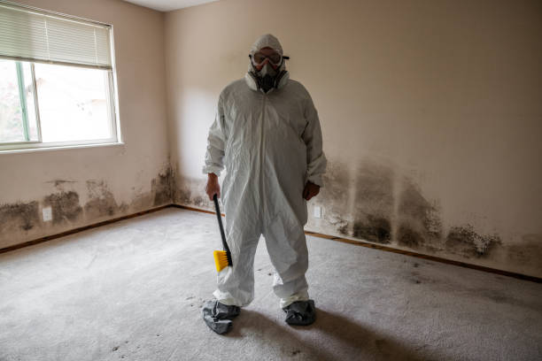 Best Black Mold Removal  in Mead, WA