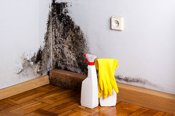 Best Crawl Space Mold Removal  in Mead, WA
