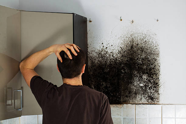 Best Toxic Mold Removal  in Mead, WA