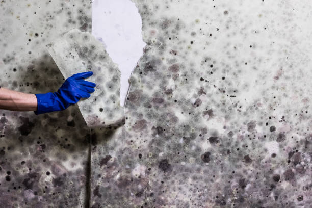 Best Mold Testing  in Mead, WA