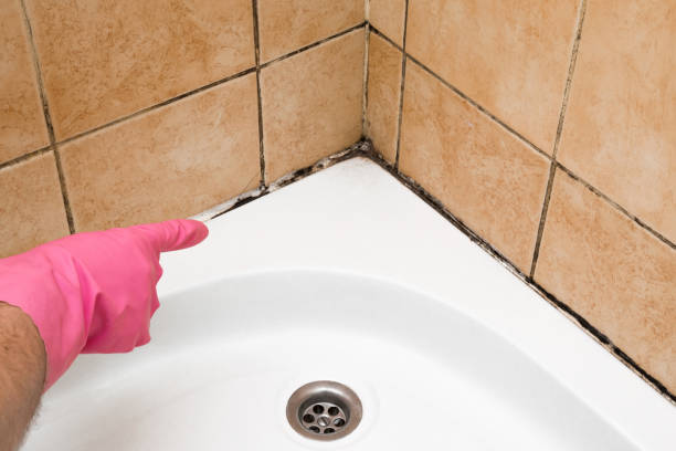 Best Mold Removal Company Near Me  in Mead, WA